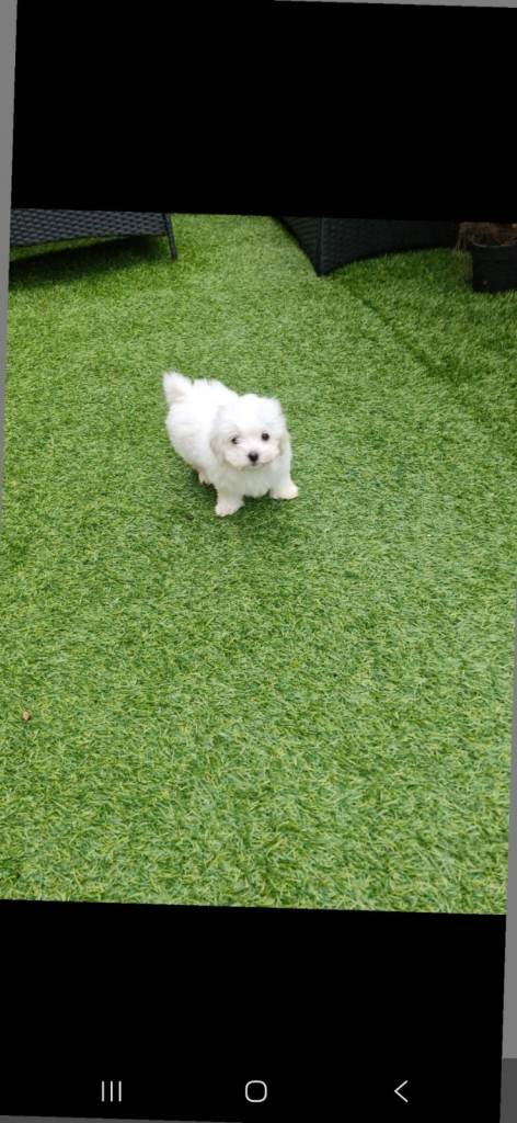 Beautiful litter of four Maltese puppies.