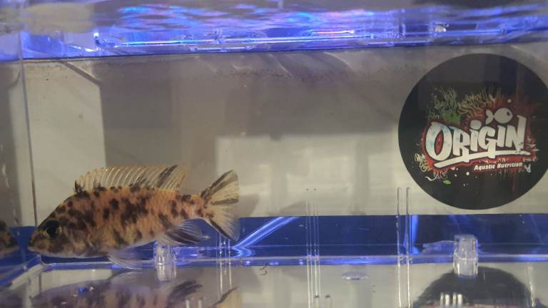 African cichlids 