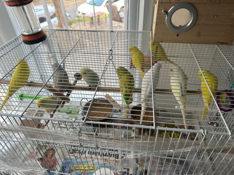Hi for sale my budgies  