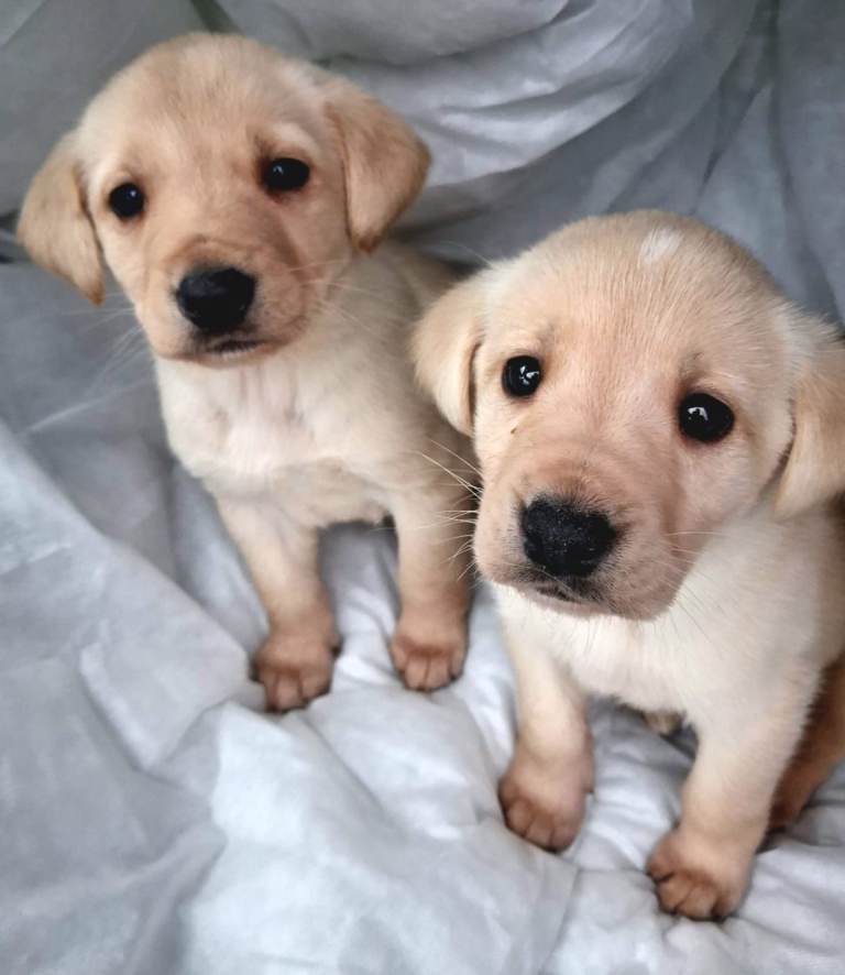 Labrador puppies