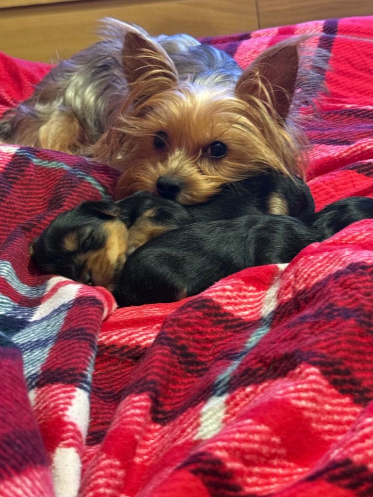 Yorkshire Terrier pure bread 