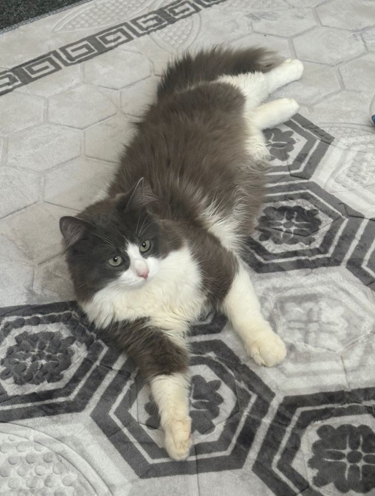 Fluffy Ragdoll x for sale Blue Grey