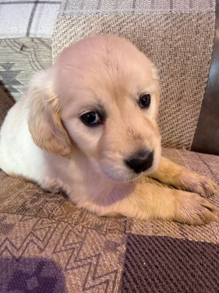 Golden retriever pups 