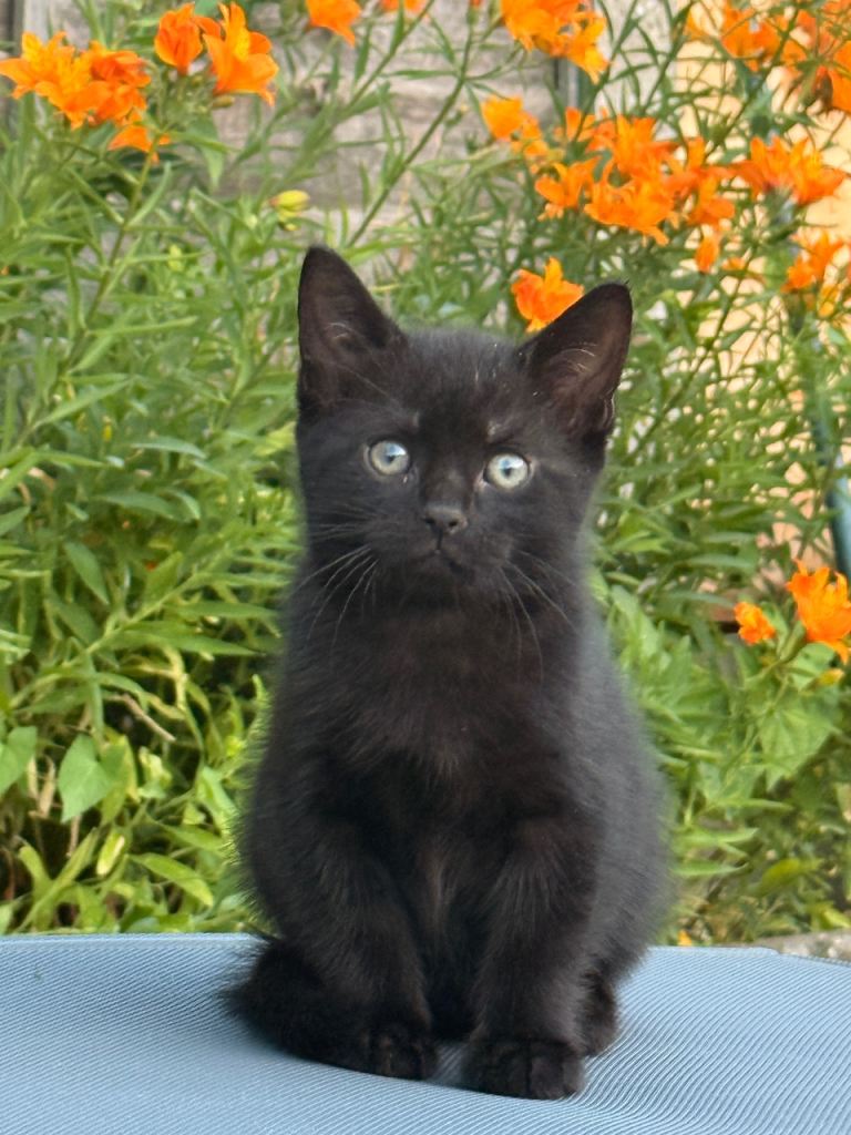 Kitten 🐈‍⬛ 