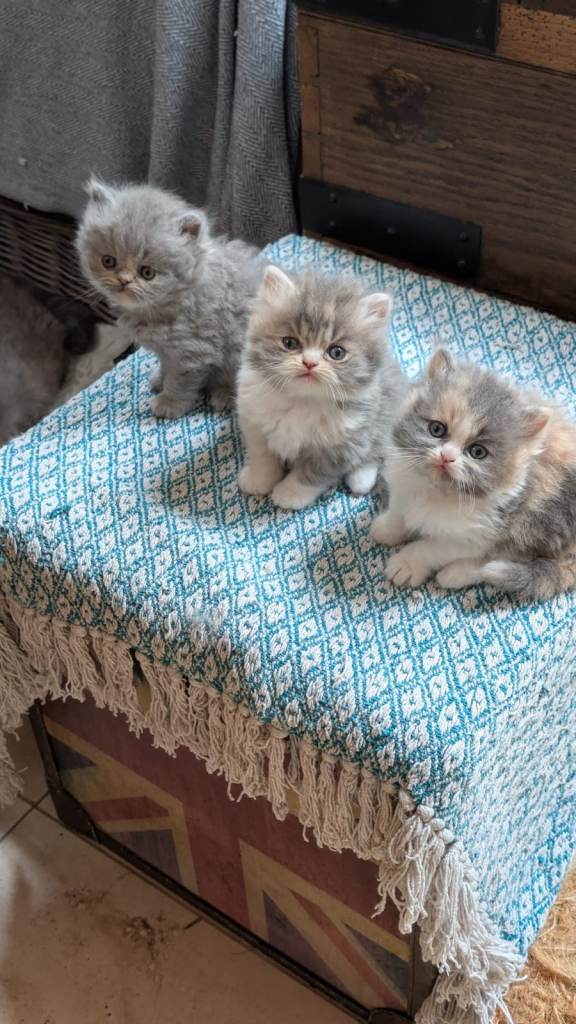 Persian Kittens 