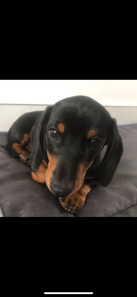 Black and Tan Dashaund 