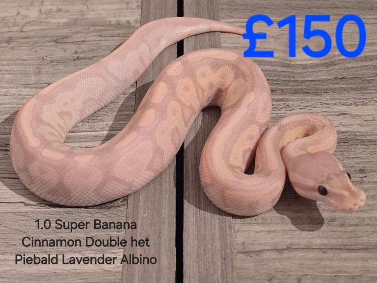 Royal Python babies + one adult for sale