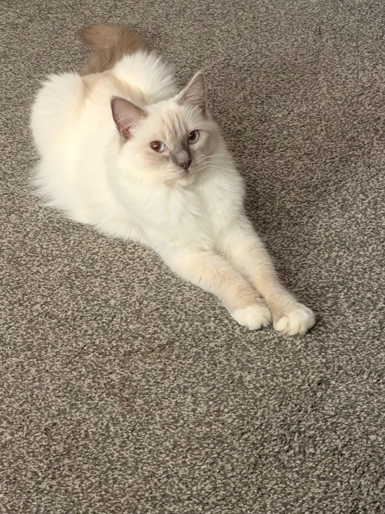 Pure breed ragdoll kittens for sale 