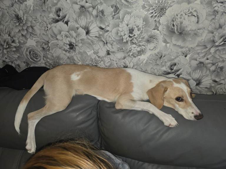 Beautiful Lurcher looking for a new home