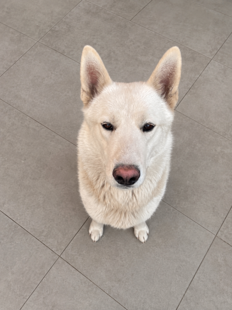 White German shepard x husky