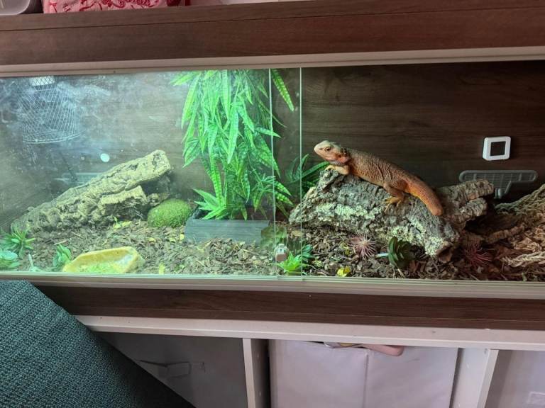 Red bearded deagon with 5ft viv and complete setup including bowls , wood, lamp, and heat mat 