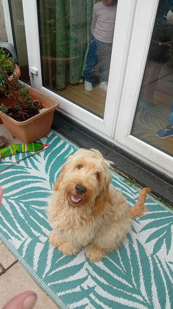 Labradoodle puppy for sale.