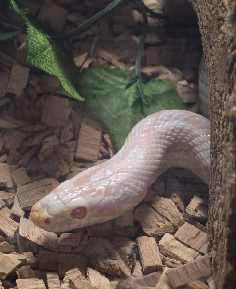 Corn snake with all equipment 