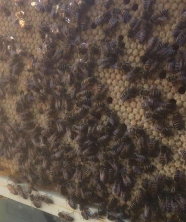 Overwintered 6-Frame National Bee Colony – Local Mated Queen