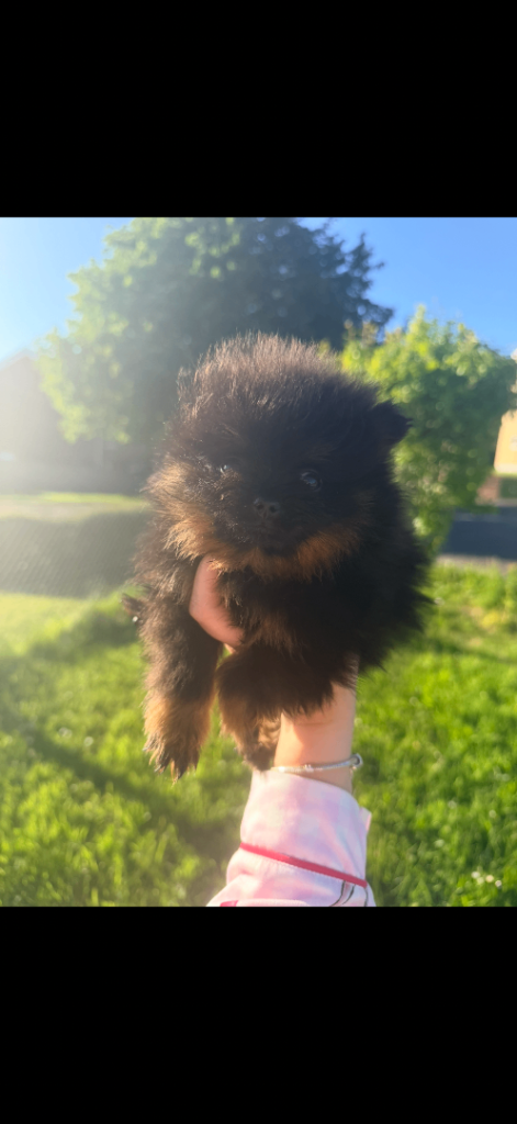 🩵1 boy  left 🩵Pomeranian puppies 