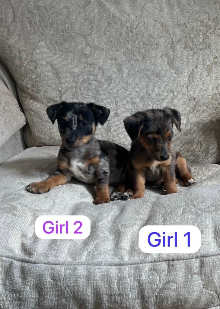 Jack Russells