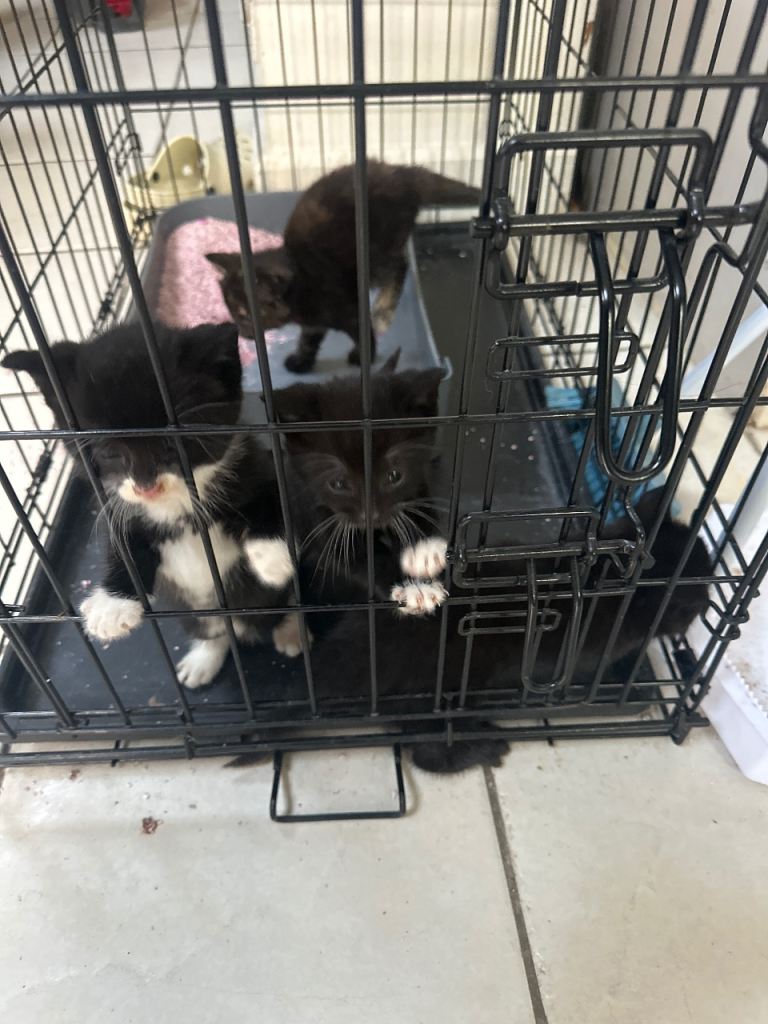 Kittens for sale 