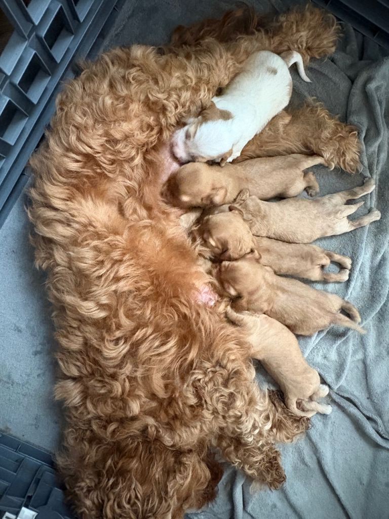 Beautiful f2 cockapoos (all sold)