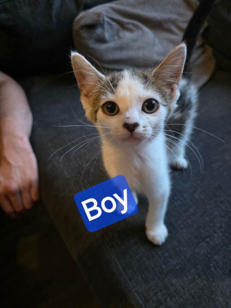 Kitten
