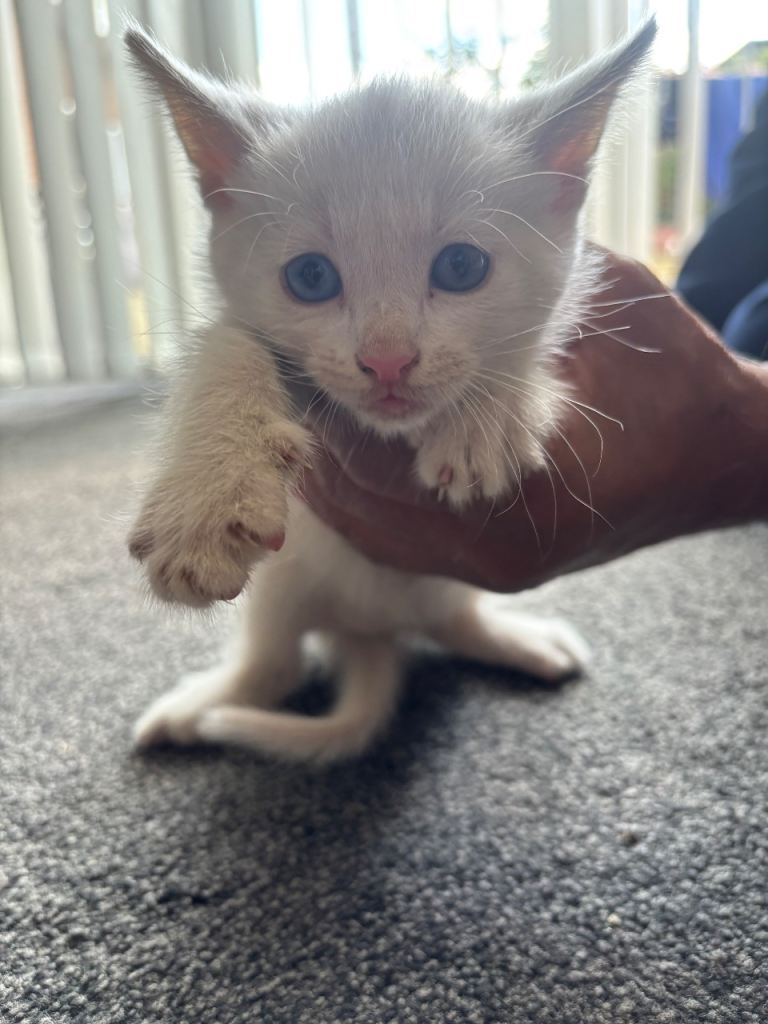 Kittens Ready for a new home
