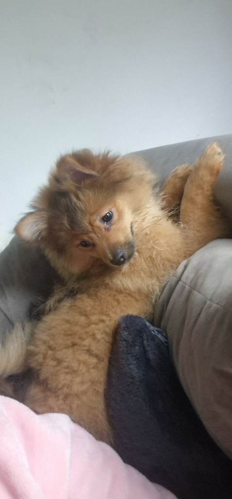 Pomeranian dog