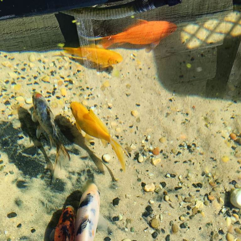 Fish Koi 