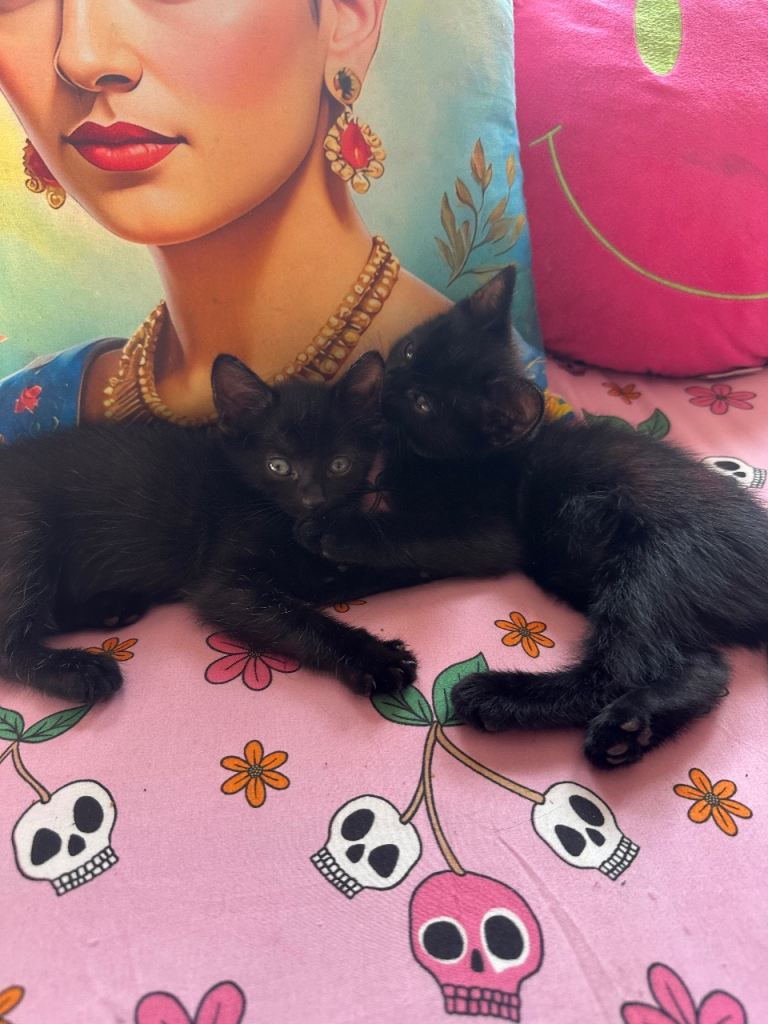 2 black kittens ❤️