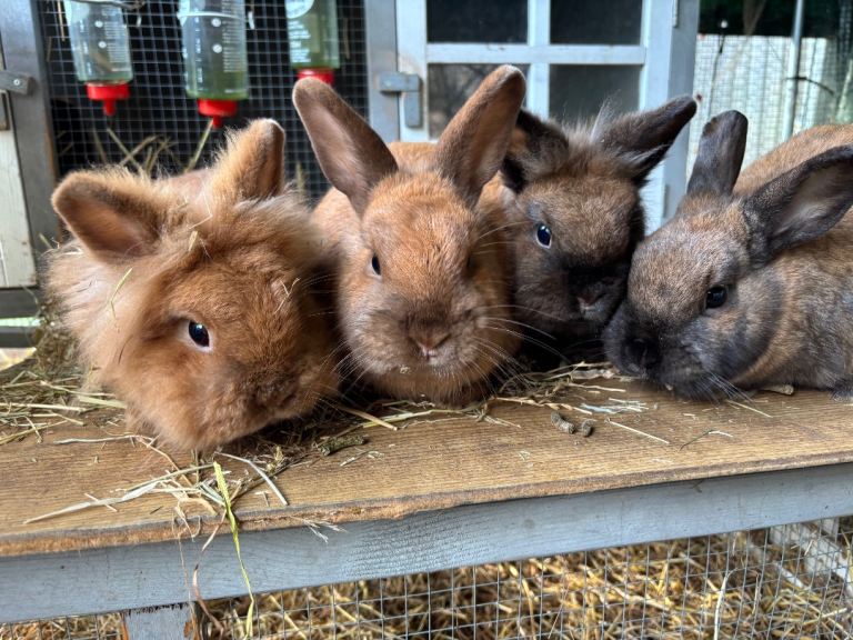 Four rabbits looking for new home