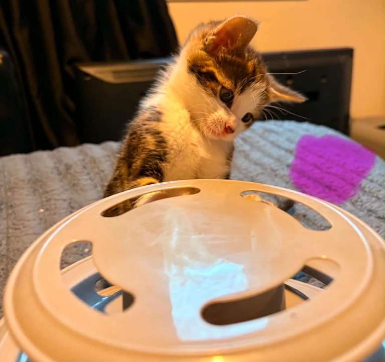 Beautiful kittens looking for their 5* homes reduced 