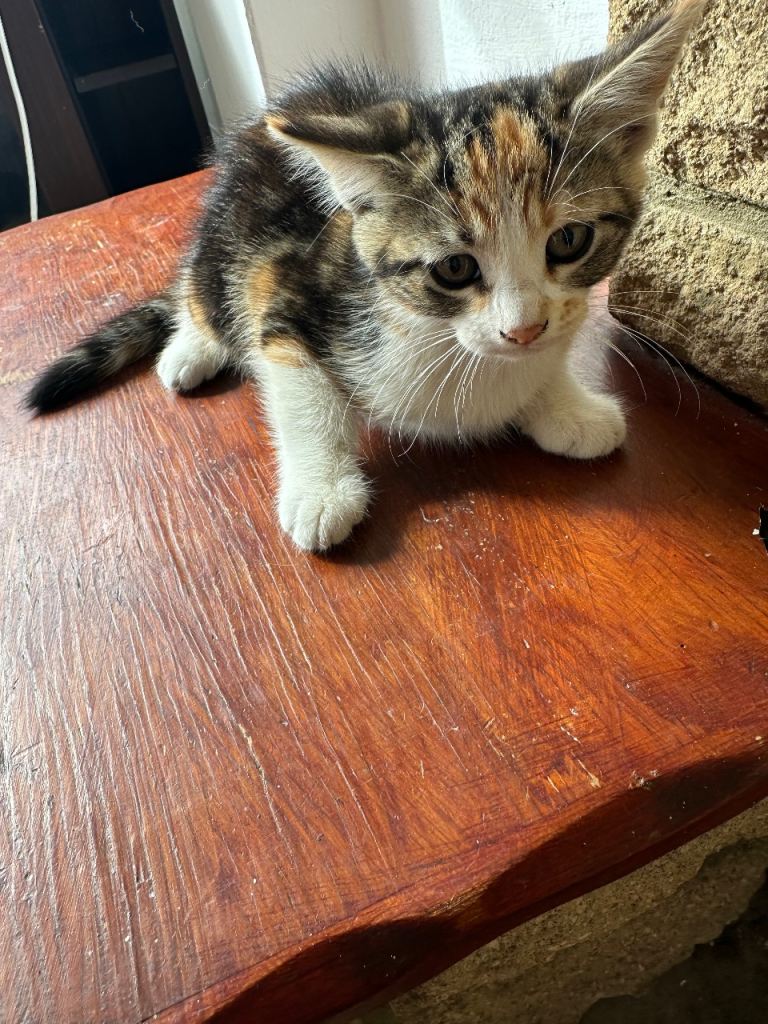 Kittens
