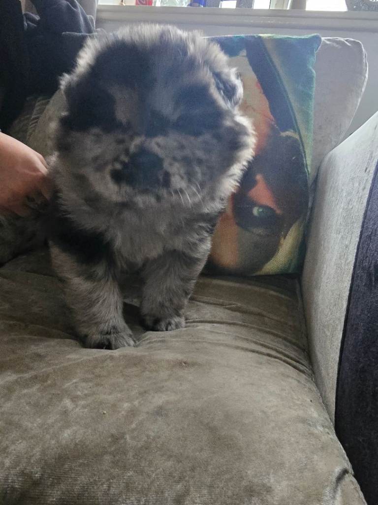 Female chow 