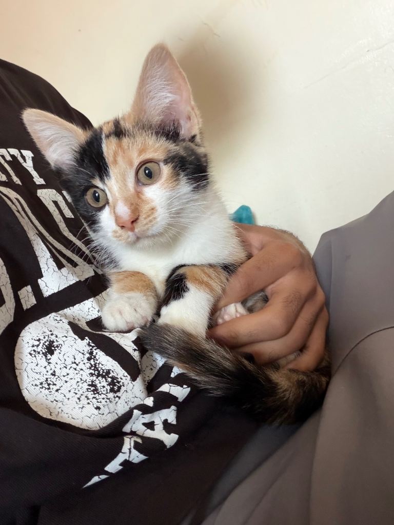 Domestic Shorthair — 9 Weeks Old — OFFERS!