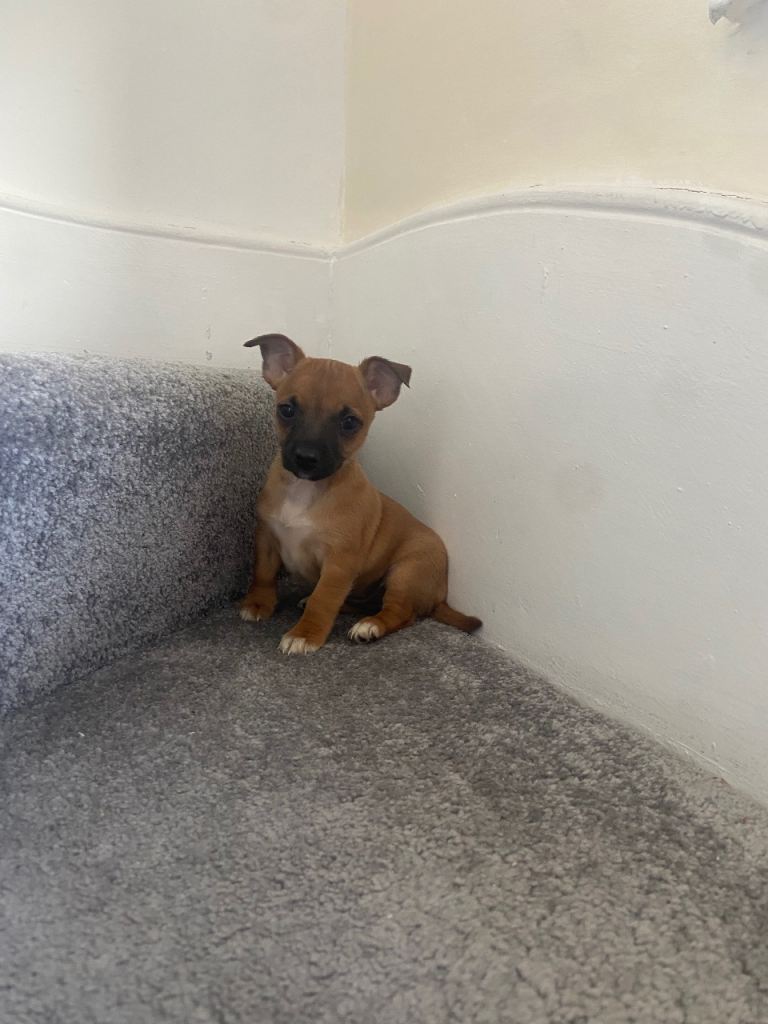Miniature Jack Russell puppies