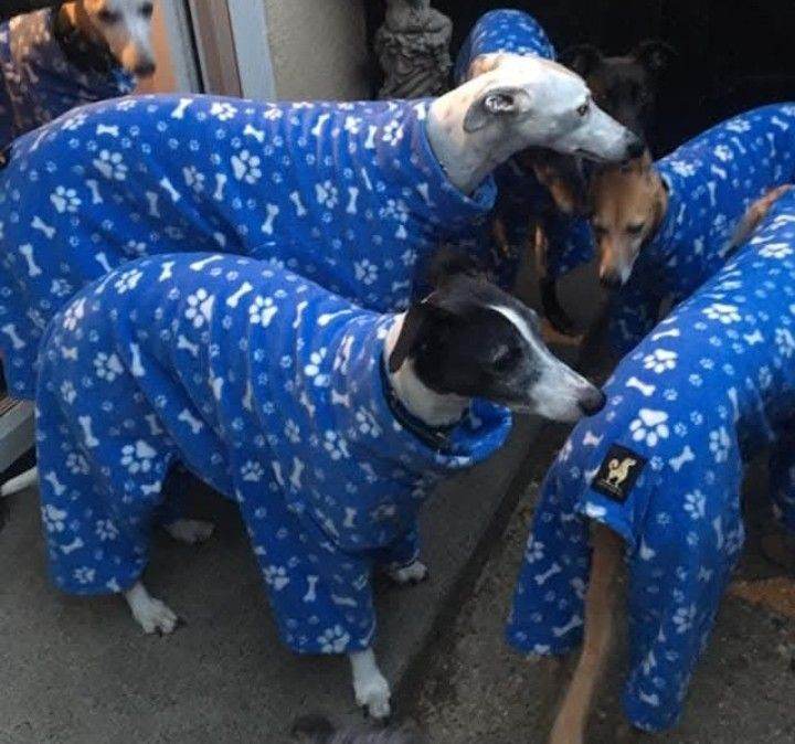 AQUAMATDOG/LAH DE DAH DOG Whippet/lurcher onsies sizes from 20"-22'