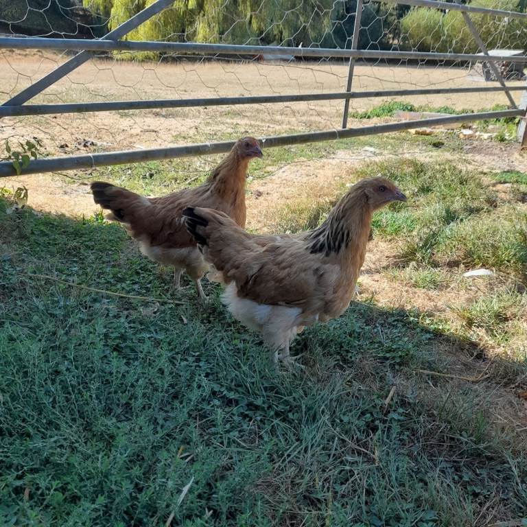 Chickens for sale