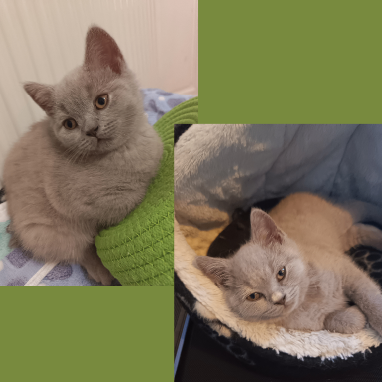   British Shorthair Kittens –Available now