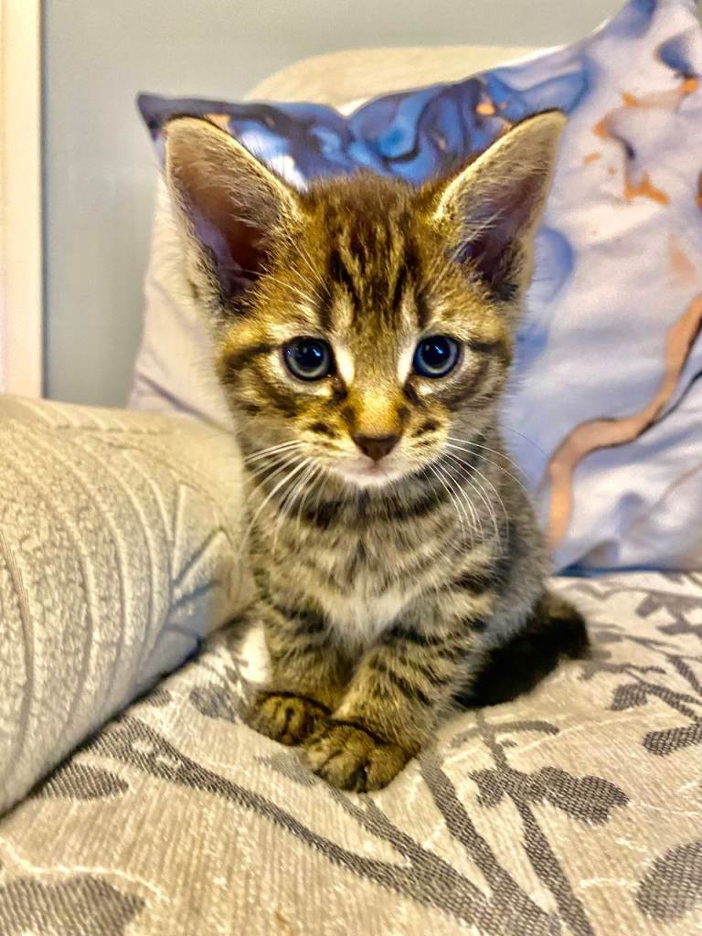 6 gorgeous kittens 5 little tiggers and asweet charcoal girl