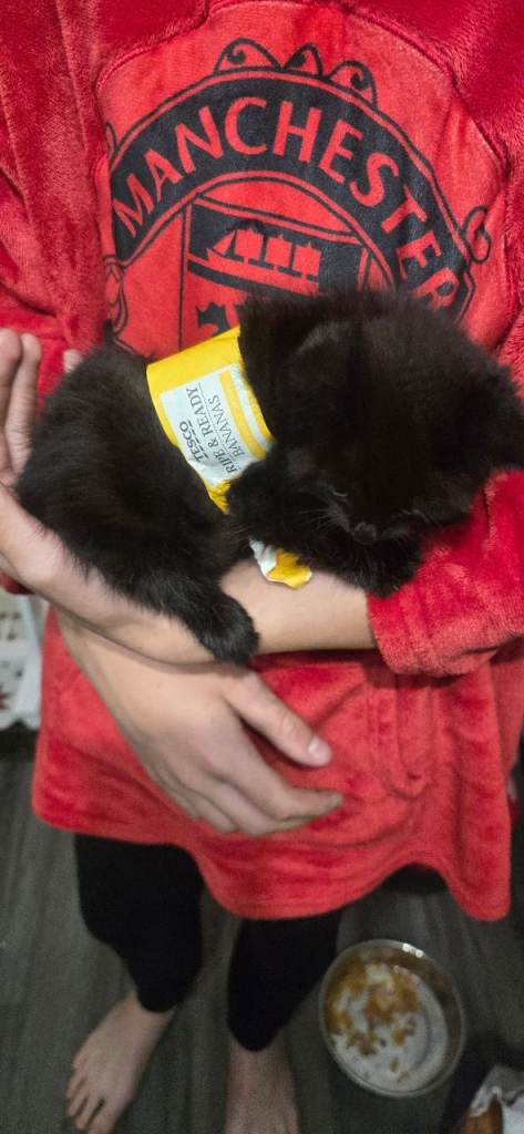 6 month old kitten boy