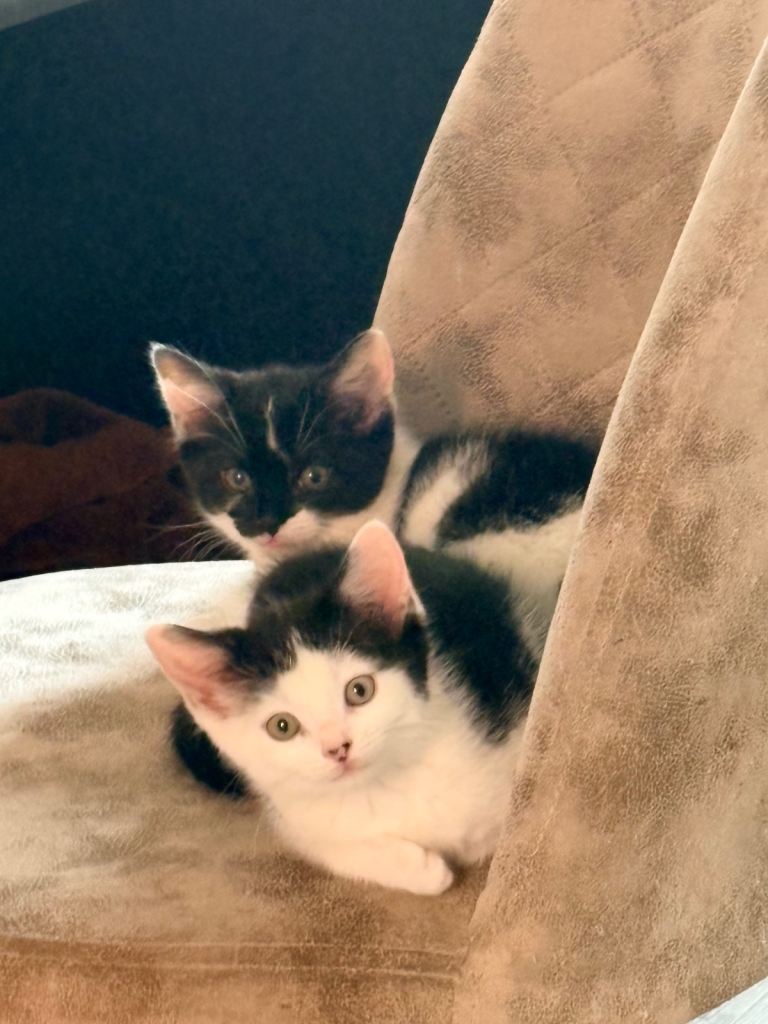 Playful litter trained 8 week old kitten 