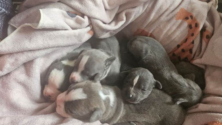 Blue /blue fawn/ brindle some have white also