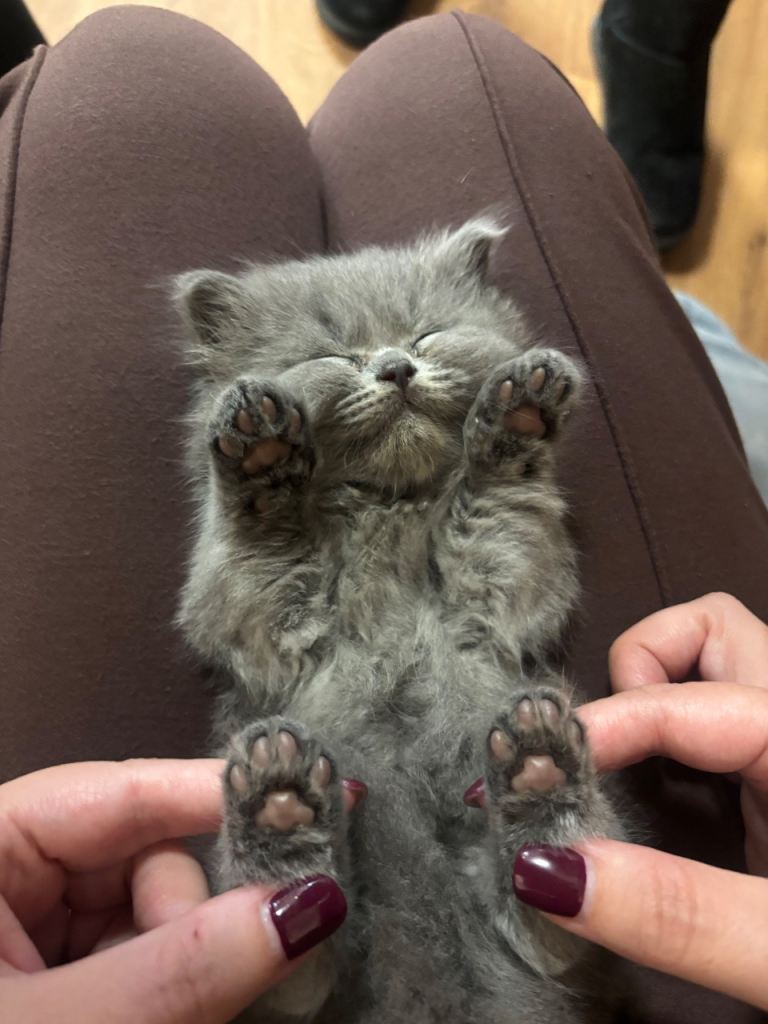 British blue shorthair kittens for sale ready for homes 4/10/26 £600
