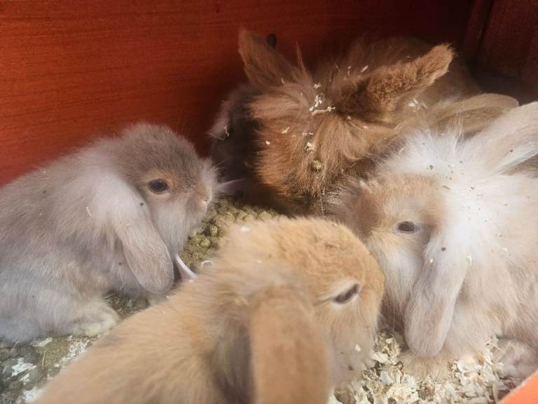 Lionhead miny loop