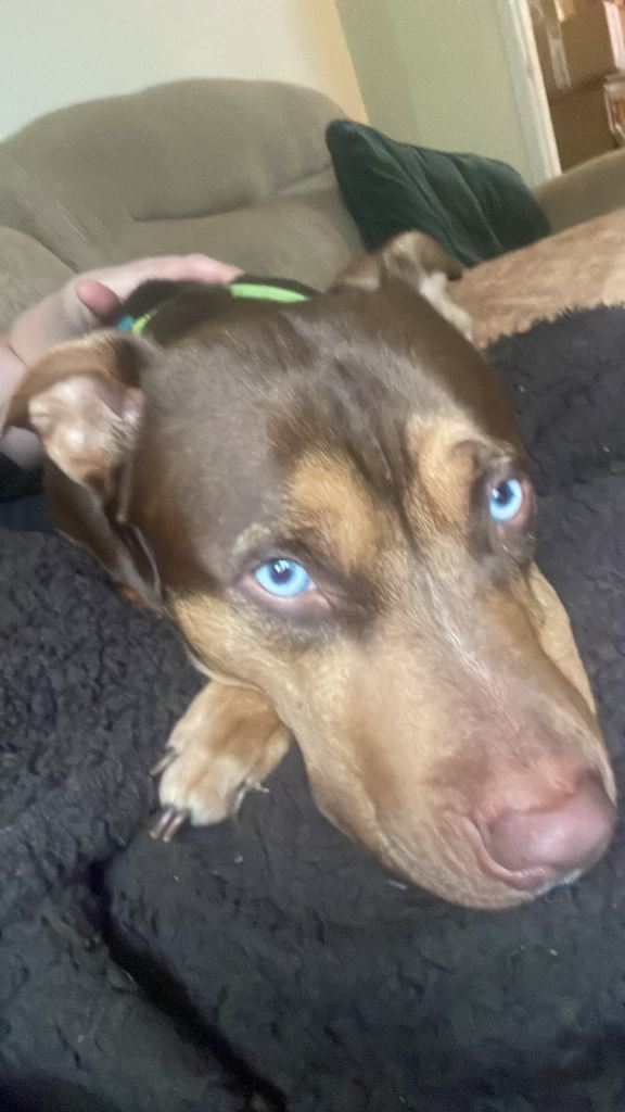 Kylo 🐕 HuskyXStaffy age2 - rehoming