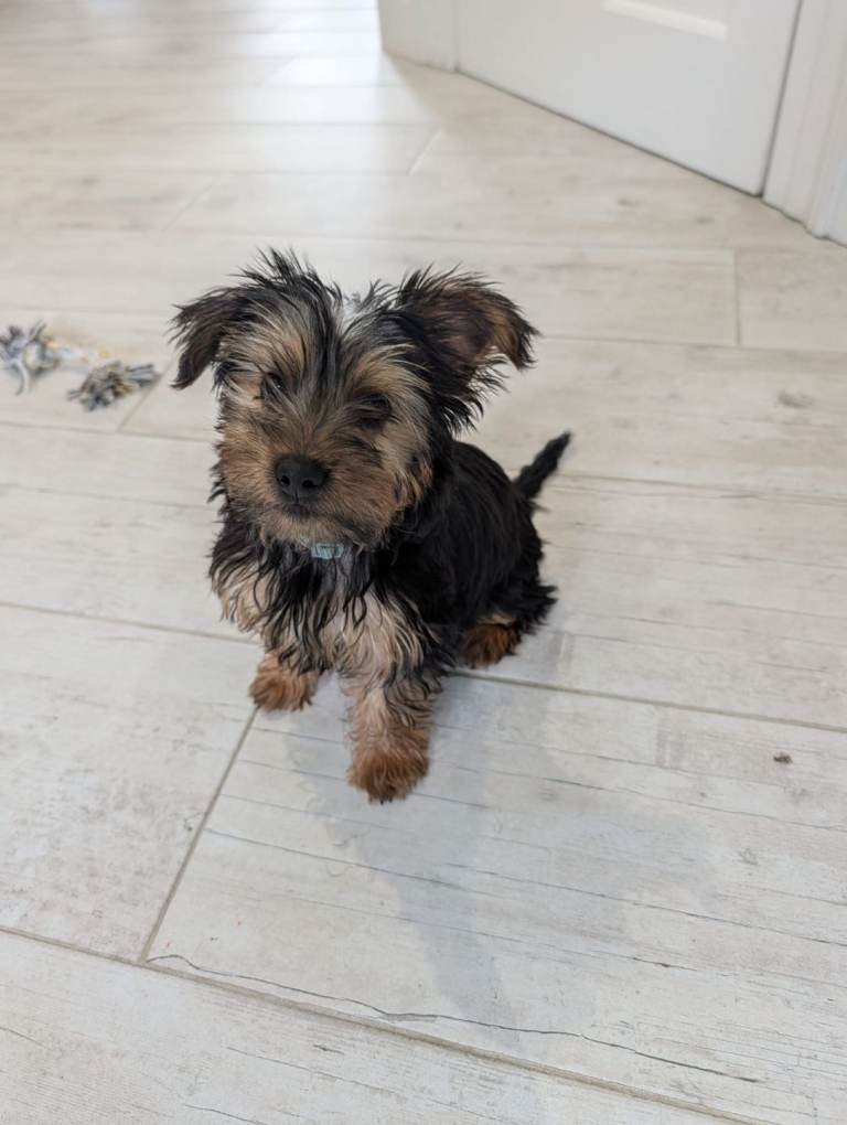 Black & Tan Yorkshire Terrier Puppy for Sale