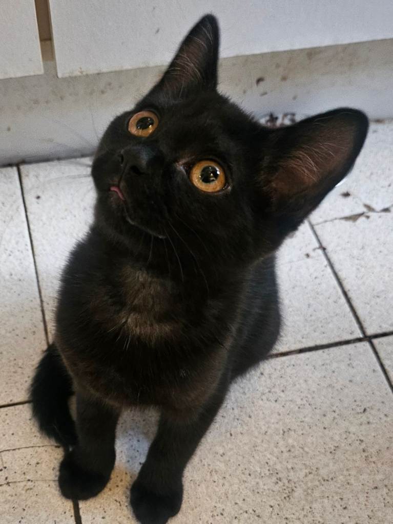 Special offer ...British Short Haired and Turkish Angora mixed kittens 