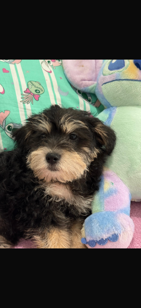Miniature schnauzer x mini dachshund 