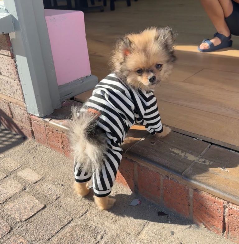 6MONTH OLD POMERANIAN 