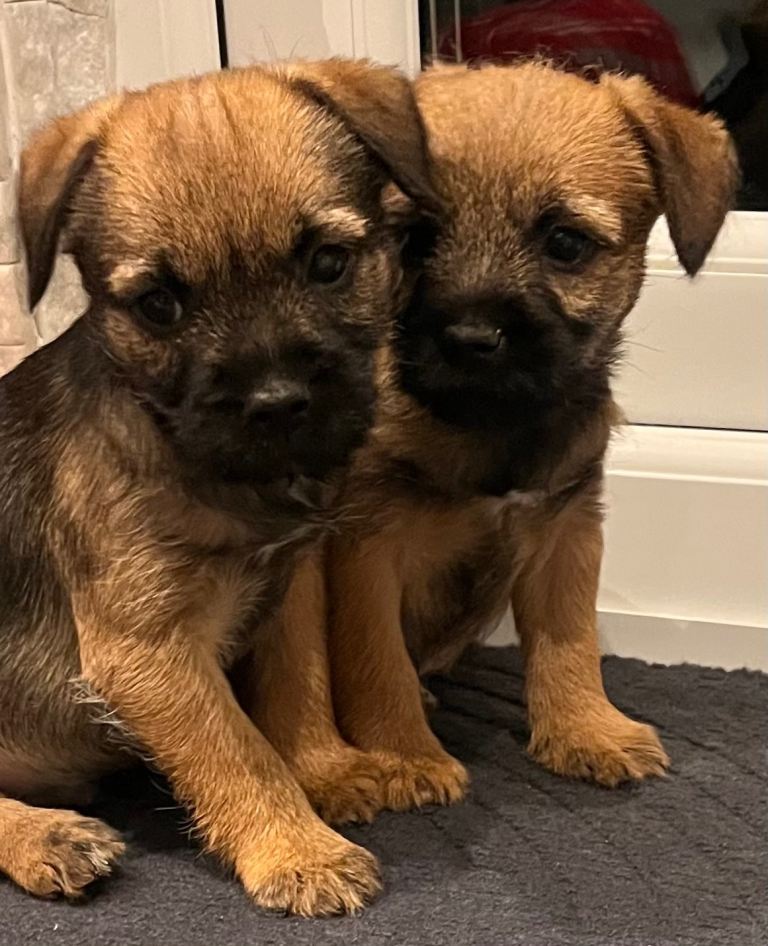 Border Terrier Puppies