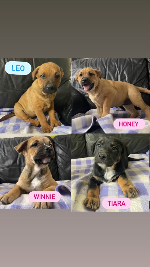 German Shepherd X puppies for sale