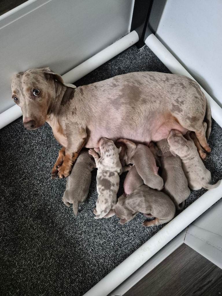 6 stunning kc registered miniature dachshund pups looking for a forever home 